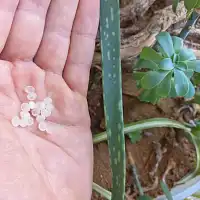 Nématodes Sf anti moucherons plantes vertes - 200 capsules