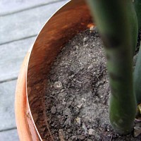 Anti limaces bandes de cuivre, Lot de 5 bandes de 59cm