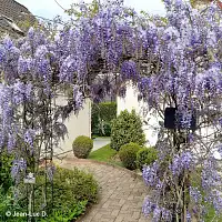 Arche de jardin en fer Pagode
