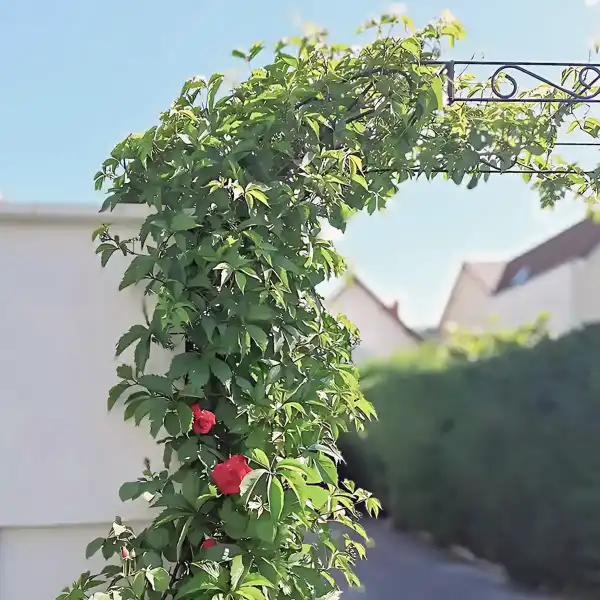 arche tonnelle support grimpante