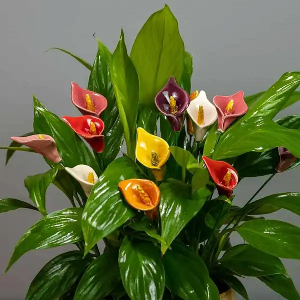 arum ceramique rouge bouquet
