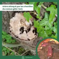 Phéromone contre le cossus gâte-bois - 2 capsules, 3 mois de protection