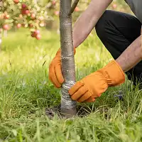 Bande de glu pour arbres fruitiers