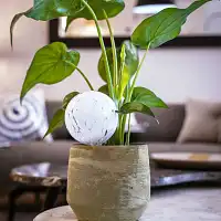 Globe d'arrosage en verre pour plante, cristal de Baccarat - Réserve d'eau 0.5L ou 1L