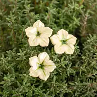 Mirabilis Belle-de-nuit en céramique sur tige à planter - Déco jardin