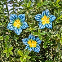Mirabilis Belle-de-nuit bleu jaune - Fleur en céramique sur tige à planter