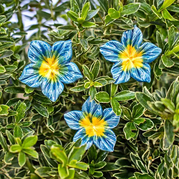 bouquet fleurs mirabilis ceramique