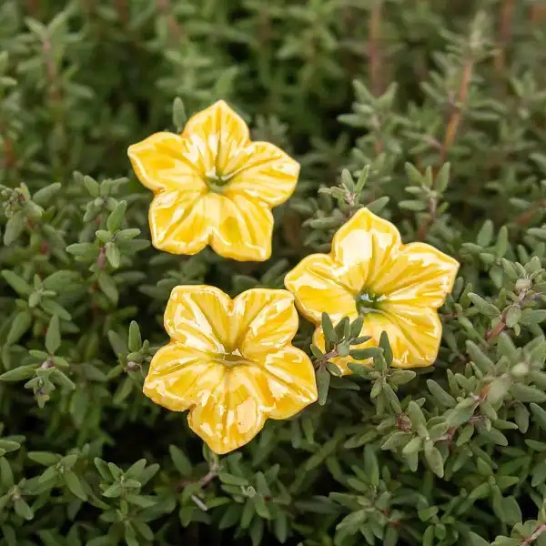 bouquet fleurs mirabilis jaunes ceramique