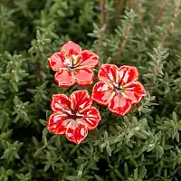 Mirabilis Belle-de-nuit rouge - Fleur en céramique sur tige à planter