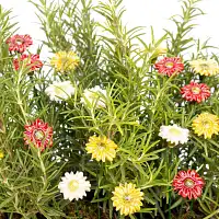Marguerite en céramique sur tige à planter - Déco jardin