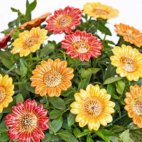 Tournesol jaune et orange - Fleur en céramique sur tige à planter
