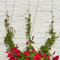 Cable palissage 10m  Cable palissage 10m