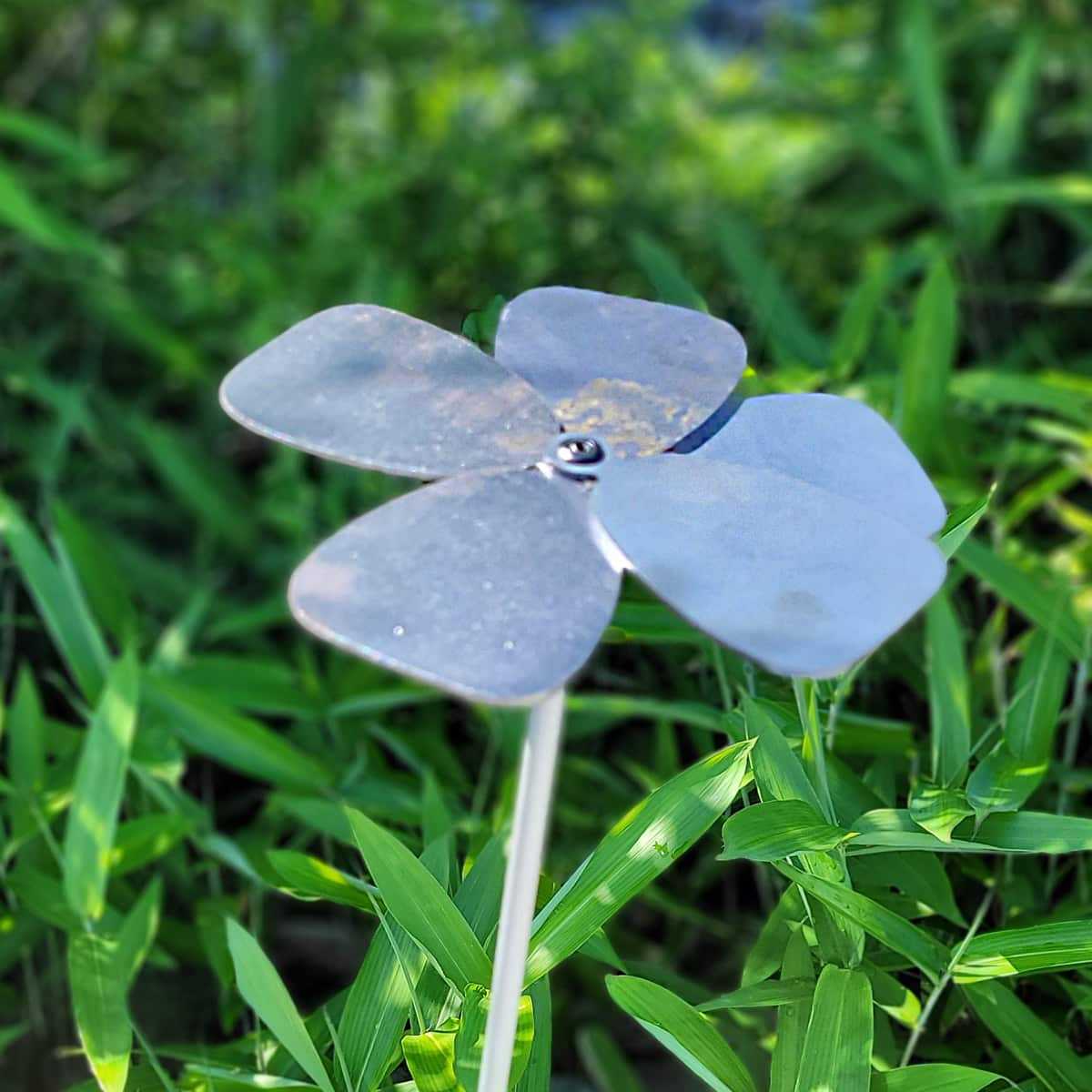 camelia corten