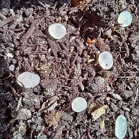 Nématodes Sf anti moucherons plantes vertes - 200 capsules