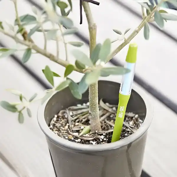 capteur humidite plante
