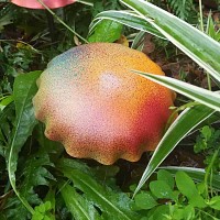 Champignon amanite en acier - lot de 2
