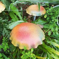 Champignon amanite orange en acier - lot de 2