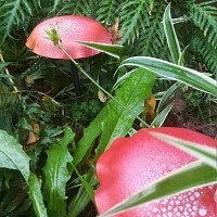 Champignon amanite rouge en acier - lot de 2