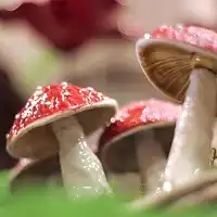 Figurines en céramique - Monde féérique