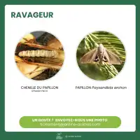 NemaPalmier 25 millions pour 1 à 3 palmiers