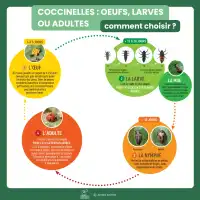 Larves et oeufs de coccinelle européenne anti pucerons