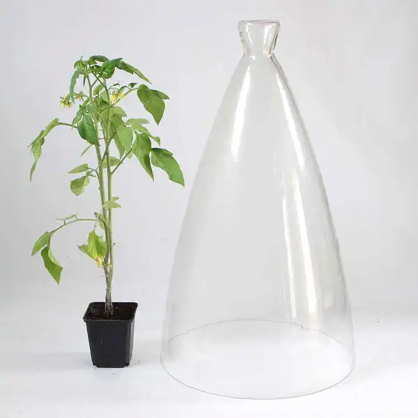 cloche protection plants potager  cloche protection plants potager