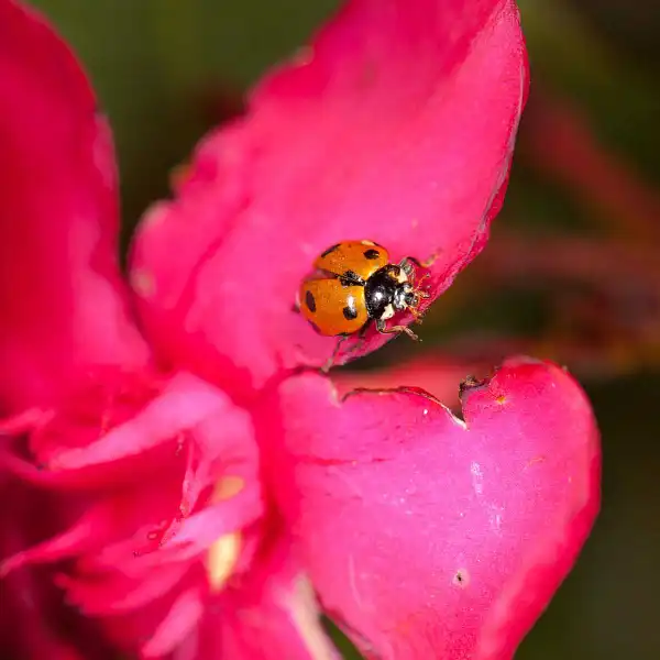 coccinelle laurier rose