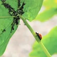 50 larves de coccinelle contre pucerons