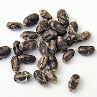 Abeilles maçonnes pollinisatrices - 20 cocons d'osmies rousses