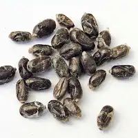 Abeilles maçonnes pollinisatrices - 20 cocons d'osmies rousses