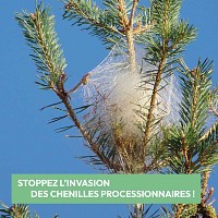 Eco Piège contre chenille processionnaire du pin écorce