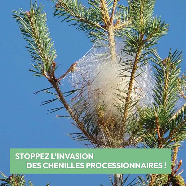 cocon chenille processionnaire