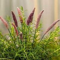 Lavande violet foncé - Fleur en céramique sur tige à planter