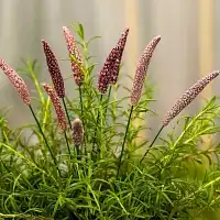 Lavande violet foncé - Fleur en céramique sur tige à planter  Lavande violet foncé - Fleur en céramique sur tige à planter