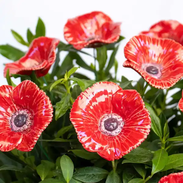 coquelicot rouge bouquet flo132