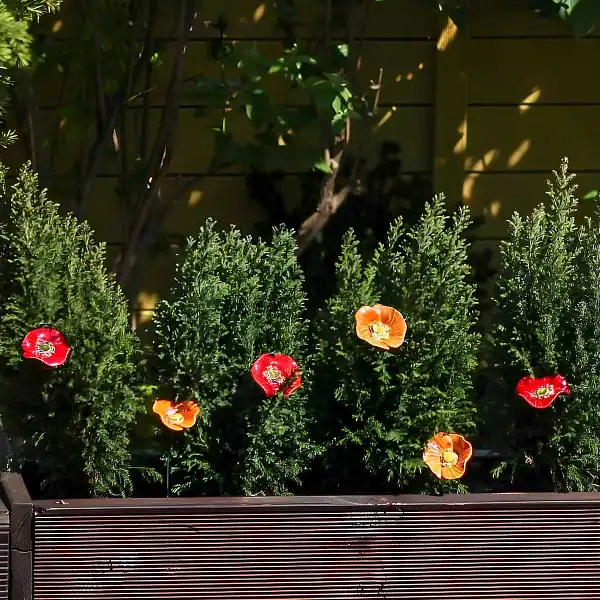 coquelicots oranges champetre jardiniere