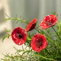Coquelicot rouge - Fleur en céramique sur tige à planter
