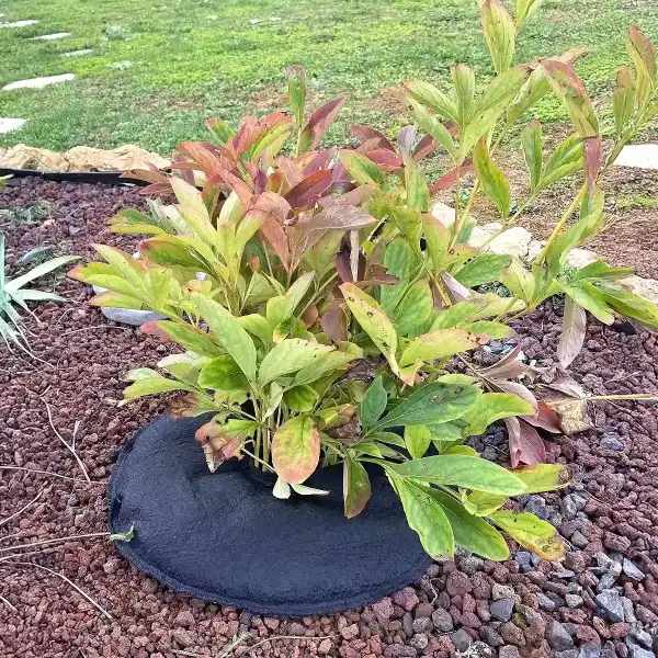 coussin arrosage plante arbre