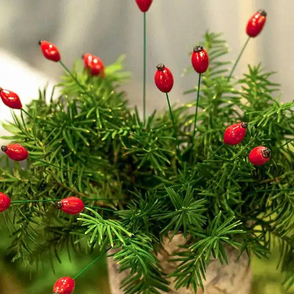 cynorhodon ceramique cynorhodon ceramique