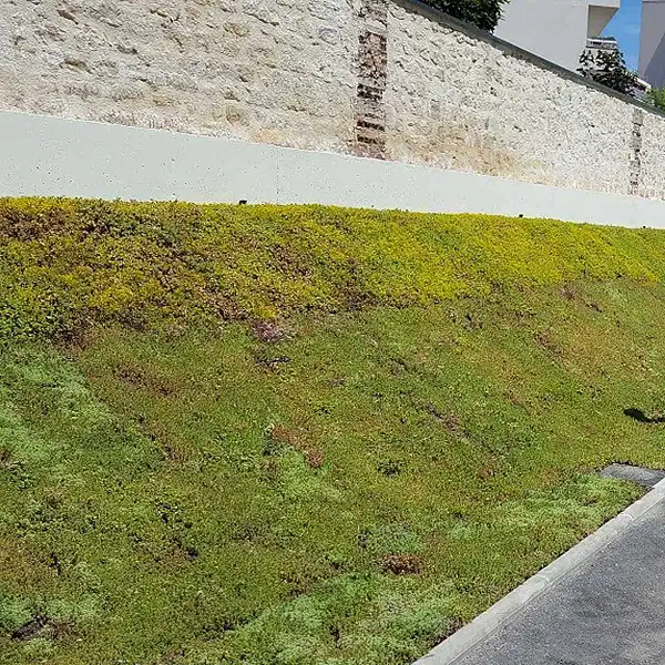 dalle talus vegetalise