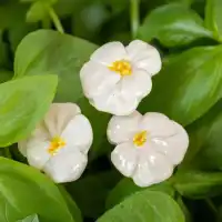 Fleur de pensée blanche en céramique sur tige à planter D.2,5cm