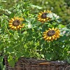 Tournesol - Fleur en céramique sur tige à planter