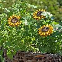 Tournesol - Fleur en céramique sur tige à planter