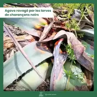 Nématodes Sc contre le charançon de l'agave - 25 millions (3 plantes)