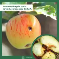 Piège collant avec phéromones contre le carpocapse des pommes et poires x2 - Plaques engluées, diffusion 2 mois