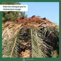 Nématodes contre le charançon rouge du palmier, NemaPalmier