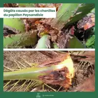 NemaPalmier 25 millions pour 1 à 3 palmiers