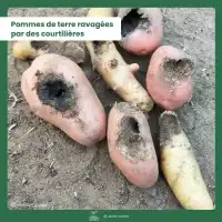 Nématodes Sc anti Vers gris, Courtilières, Doryphores, Tipules, Capnodes
