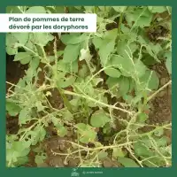 Nématodes Sc anti Vers gris, Courtilières, Doryphores, Tipules, Capnodes