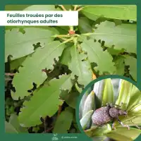 Piège otiorhynque adulte à base de nématodes - Pour 4 à 10m2, traitement 6 semaines
